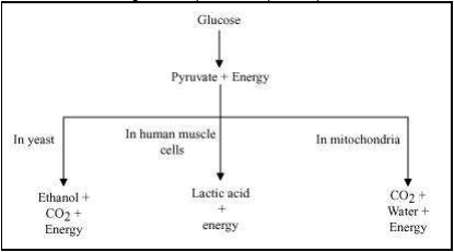 Solution diagram