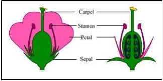 Solution diagram