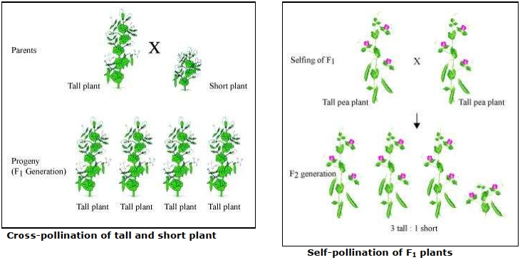 Solution diagram