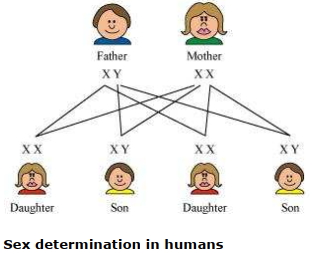 Solution diagram
