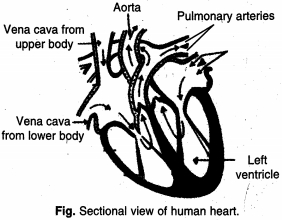 Solution diagram