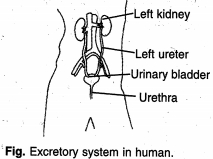 Solution diagram