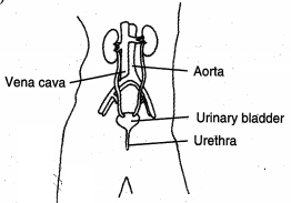 Solution diagram