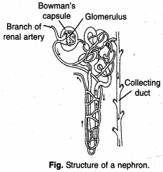 Solution diagram