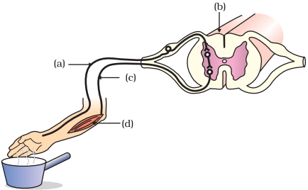 Question diagram