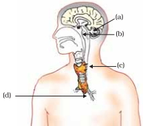 Question diagram