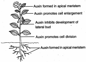 Solution diagram