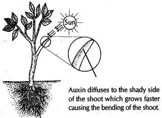 Solution diagram