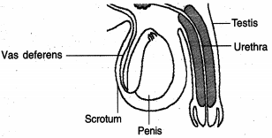 Question diagram