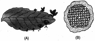 Question diagram