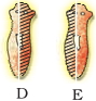 Solution diagram