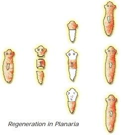 Solution diagram