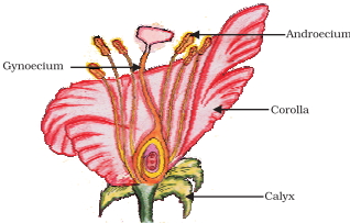 Question diagram