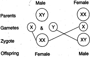 Solution diagram