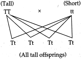Solution diagram