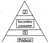 Question diagram