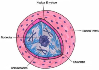 Solution diagram