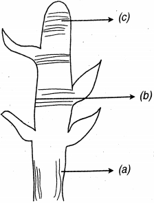Question diagram