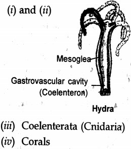 Solution diagram