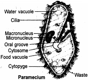 Solution diagram