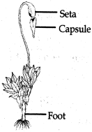 Solution diagram