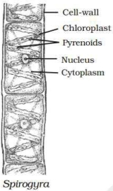 Solution diagram
