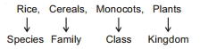 Solution diagram