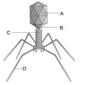 Question diagram