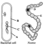 Question diagram