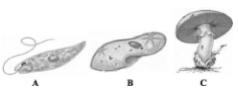 Question diagram