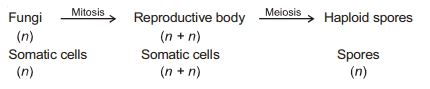 Solution diagram