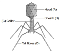 Solution diagram