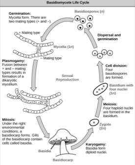 Solution diagram