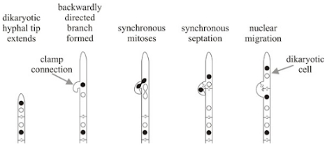 Solution diagram