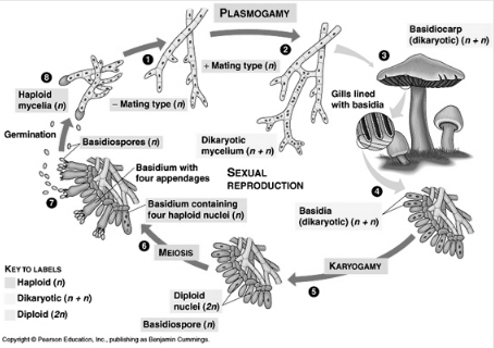 Solution diagram