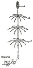 Question diagram