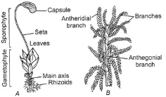 Question diagram