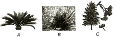 Question diagram