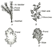 Question diagram