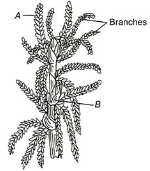 Question diagram