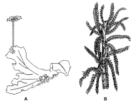 Question diagram