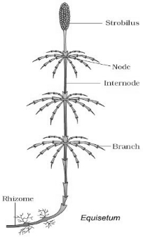 Solution diagram