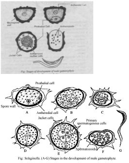 Solution diagram