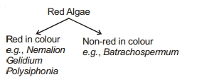 Solution diagram