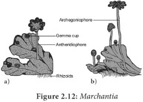 Solution diagram