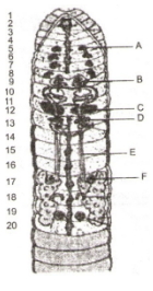 Question diagram