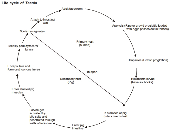 Solution diagram