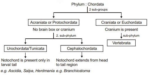 Solution diagram