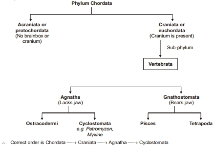 Solution diagram