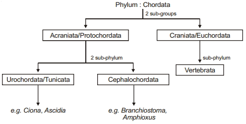 Solution diagram